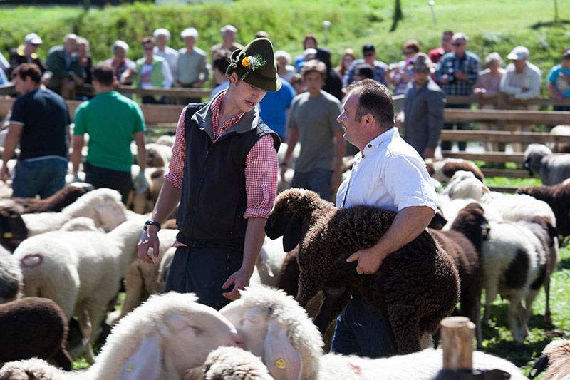 Sheeps with the farmer